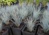 Kép 3/3 - Festuca glauca Festina / Deres csenkesz