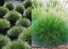 Kép 1/2 - Festuca scoparia Hobbit / Medvecsenkesz