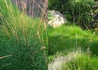 Kép 2/2 - Festuca scoparia Hobbit / Medvecsenkesz