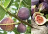 Kép 1/2 - Ficus carica Brown Turkey / Barna török Füge - Fügefa