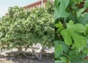Kép 2/2 - Ficus carica Brown Turkey / Barna török Füge - Fügefa
