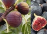 Kép 1/2 - Ficus carica Violette Dauphine / Lila Füge - Fügefa