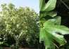 Kép 2/2 - Ficus carica Violette Dauphine / Lila Füge - Fügefa