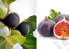 Kép 2/2 - Ficus carica brogiotto nero / Lila Füge - Fügefa