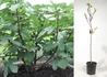 Kép 1/2 - Ficus carica brogiotto nero / Lila Füge - Fügefa