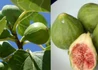 Kép 2/4 - Ficus carica dottato / Füge - Fügefa