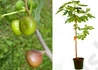 Kép 1/4 - Ficus carica dottato / Füge - Fügefa