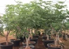 Kép 4/4 - Ficus carica dottato / Füge - Fügefa