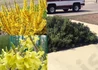 Kép 2/2 - Forsythia viridissima Weber's Bronx / Törpe aranyvessző
