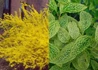 Kép 1/3 - Forsythia viridissima var. Koreana kumson / Sárgatarka aranyvessző