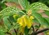 Kép 2/3 - Forsythia viridissima Koreana kumson / Sárgatarka aranyvessző