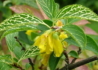 Kép 2/3 - Forsythia viridissima Koreana kumson / Sárgatarka aranyvessző