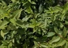 Kép 3/3 - Forsythia viridissima Koreana kumson / Sárgatarka aranyvessző