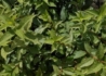 Kép 3/3 - Forsythia viridissima Koreana kumson / Sárgatarka aranyvessző