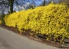Kép 2/4 - Forsythia x intermedia Lynwood / Aranyvessző