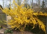 Kép 3/4 - Forsythia x intermedia Lynwood / Aranyvessző