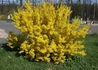 Kép 4/4 - Forsythia x intermedia Lynwood / Aranyvessző