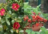 Kép 2/3 - Fragaria hybrid Ruby Ann F1 / Díszszamóca