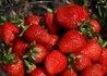 Kép 1/3 - Fragaria × ananassa Elvira / Szamóca - Eper