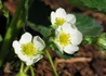 Kép 2/3 - Fragaria × ananassa Elvira / Szamóca - Eper