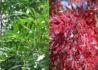 Kép 2/2 - Fraxinus angustifolia Raywood / Keskenylevelű kőris