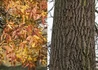 Kép 2/2 - Fraxinus angustifolia subsp. pannonica / Magyar kőris
