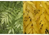 Kép 2/2 - Fraxinus excelsior Aurea / Aranykőris