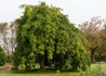 Kép 1/3 - Fraxinus excelsior Heterophylla Pendula / Csüngő koronájú