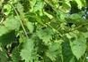 Kép 2/3 - Fraxinus excelsior Heterophylla Pendula / Csüngő koronájú kőris