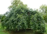Kép 3/3 - Fraxinus excelsior Heterophylla Pendula / Csüngő koronájú kőris