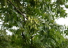 Kép 3/3 - Fraxinus excelsior / Magas kőris