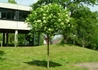 Kép 2/4 - Fraxinus ornus Mecsek / Gömb kőris