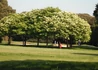 Kép 3/4 - Fraxinus ornus Mecsek / Gömb kőris