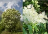 Kép 1/2 - Fraxinus ornus / Virágos kőris