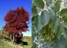 Kép 2/2 - Fraxinus ornus / Virágos kőris