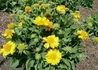 Kép 2/3 - Gaillardia grandiflora Arizona apricot / Kokárdavirág sárga