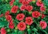 Kép 2/2 - Gaillardia grandiflora Burgunder / Kokárdavirág piros
