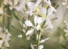 Kép 2/2 - Gaura lindheimeri Snowbird / Évelő díszgyertya fehér