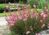 Kép 2/2 - Gaura lindheimeri  siskiyou pink / Évelő díszgyertya rózsaszín
