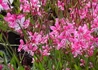 Kép 1/2 - Gaura lindheimeri  siskiyou pink / Évelő díszgyertya rózsaszín