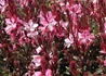 Kép 1/2 - Gaura lindheimeri Gaudi Red / Évelő díszgyertya