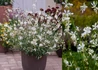 Kép 2/2 - Gaura lindheimeri Sparkle White / Alacsony évelő díszgyertya