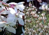 Kép 1/3 - Gaura lindheimeri Summer Breeze / Évelő díszgyertya