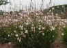 Kép 2/3 - Gaura lindheimeri Summer Breeze / Évelő díszgyertya