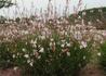 Kép 2/3 - Gaura lindheimeri Summer Breeze / Évelő díszgyertya