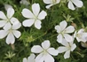 Kép 1/2 - Geranium sanguineum album / Fehér virágú gólyaorr
