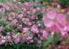 Kép 1/2 - Geranium macrorrhizum / Illatos gólyaorr
