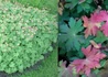 Kép 2/2 - Geranium macrorrhizum / Illatos gólyaorr