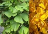 Kép 2/2 - Ginkgo biloba Blagon / Oszlopos páfrányfenyő