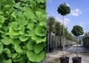 Kép 1/2 - Ginkgo biloba Mariken / Törpe páfrányfenyő